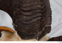  Skull Mouflon Ovis orientalis head horns skull 0015.jpg